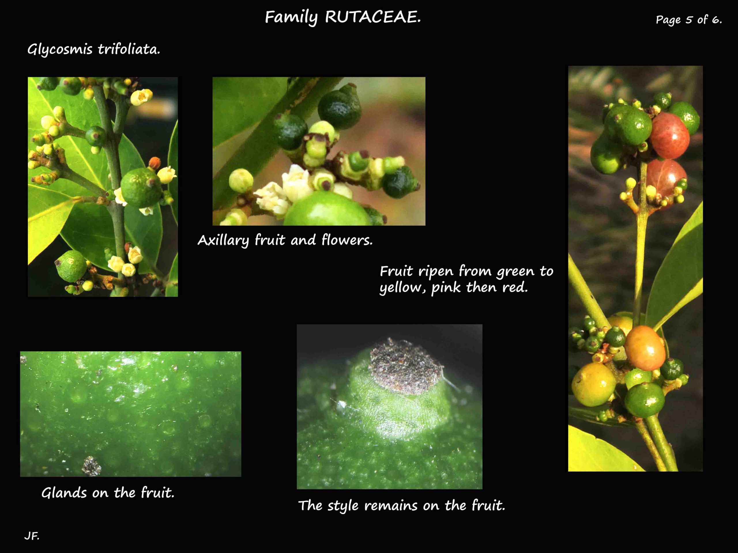 5 Glycosmis trifoliata fruit glands